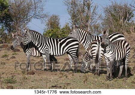 Africa, Kenya, Masai Mara, Zebras (Equus quagga) View Large Photo Image Stock Photograph - Africa, Kenya, Masai Mara, Zebras (Equus quagga). Fotosearch