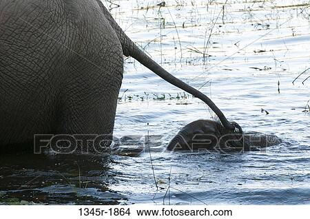 Picture - African elephant (Loxodonta africana) with its calf wading in water, Abu Camp, Okavango Delta, Botswana. Fotosearch