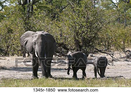 African elephant (Loxodonta africana) with its calves in a forest, Savuti Channel, Linyanti, Botswana View Large Photo Image Stock Image - African elephant (Loxodonta africana) with its calves in a forest, Savuti Channel, Linyanti, Botswana. Fotosearch