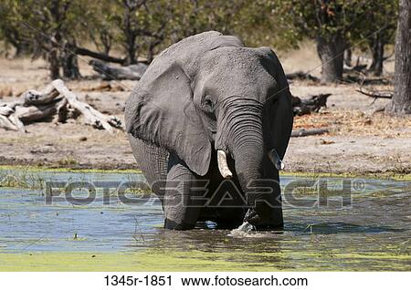 African elephant (Loxodonta africana) wading in water, Savuti Channel, Linyanti, Botswana View Large Photo Image Stock Image - African elephant (Loxodonta africana) wading in water, Savuti Channel, Linyanti, Botswana. Fotosearch