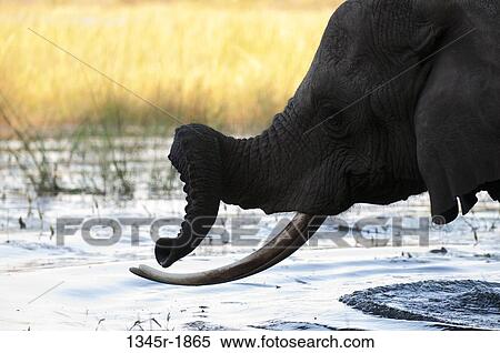 African elephant (Loxodonta africana) drinking water, Abu Camp, Okavango Delta, Botswana View Large Photo Image Stock Photography - African elephant (Loxodonta africana) drinking water, Abu Camp, Okavango Delta, Botswana. Fotosearch