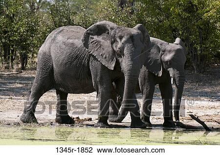 African elephants (Loxodonta africana) at a waterhole, Savuti Channel, Linyanti, Botswana View Large Photo Image Stock Image - African elephants (Loxodonta africana) at a waterhole, Savuti Channel, Linyanti, Botswana. Fotosearch