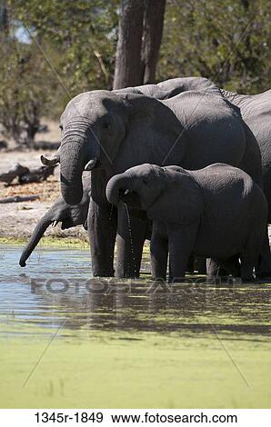 African elephants (Loxodonta africana) with their calves at a waterhole, Savuti Channel, Linyanti, Botswana View Large Photo Image Stock Photo - African elephants (Loxodonta africana) with their calves at a waterhole, Savuti Channel, Linyanti, Botswana. Fotosearch
