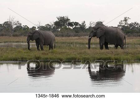African elephants (Loxodonta africana) at a waterhole, Savuti Channel, Linyanti, Botswana View Large Photo Image Stock Photograph - African elephants (Loxodonta africana) at a waterhole, Savuti Channel, Linyanti, Botswana. Fotosearch