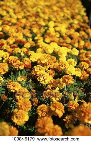 African Marigolds in a garden View Large Photo Image Stock Photo - African Marigolds in a garden. Fotosearch