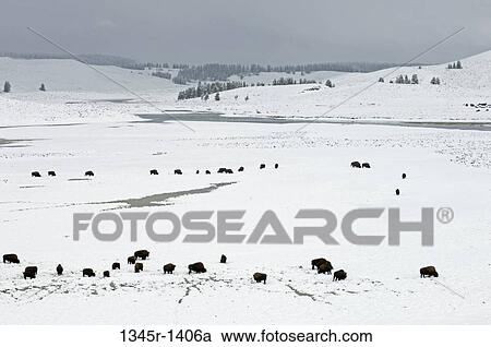 Stock Image - American bisons in a snow covered field, Hayden Valley, Yellowstone National Park, Wyoming, USA. Fotosearch