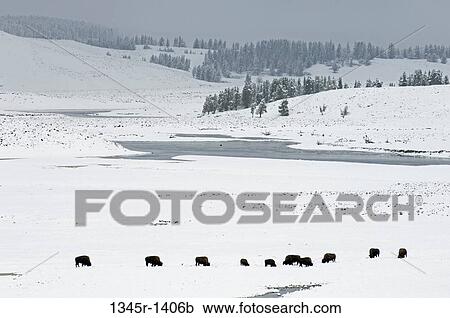 Stock Image - American bisons in a snow covered field, Hayden Valley, Yellowstone National Park, Wyoming, USA. Fotosearch