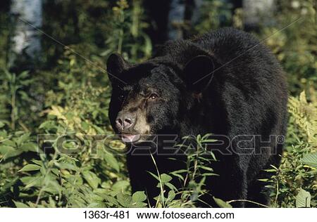 American Black Bear View Large Photo Image Stock Image - American Black Bear. Fotosearch