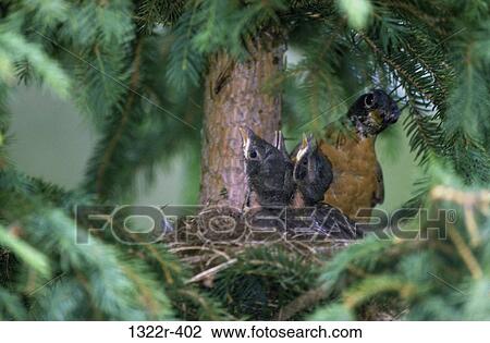 American Robin with its chicks in a nest (Turdus Migratorius) View Large Photo Image Stock Image - American Robin with its chicks in a nest (Turdus Migratorius). Fotosearch