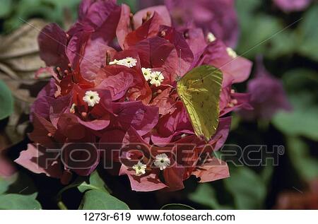 An Apricot Sulphur butterfly on a plant View Large Photo Image Stock Photo - An Apricot Sulphur butterfly on a plant. Fotosearch