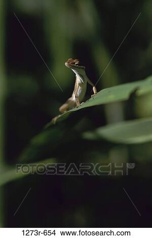 Anole Lizard on a leaf View Large Photo Image Picture - Anole Lizard on a leaf. Fotosearch
