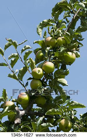 Apples on a fruit tree, Tiso, Funes Valley, Dolomites, Trentino-Alto-Adige, Italy View Large Photo Image Stock Photo - Apples on a fruit tree, Tiso, Funes Valley, Dolomites, Trentino-Alto-Adige, Italy. Fotosearch