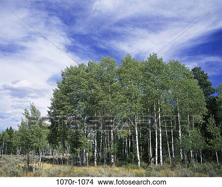 Picture - Aspen trees, Yellowstone National Park, Wyoming, USA. Fotosearch