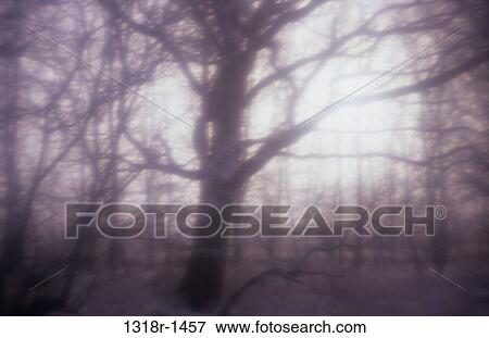 Atmospheric detail of winter woodland with trees silhouetted against low sun and snow on ground Norfolk UK View Large Photo Image Stock Photo - Atmospheric detail of winter woodland with trees silhouetted against low sun and snow on ground Norfolk UK. Fotosearch