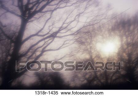 Atmospheric detail of winter woodland with trees silhouetted against low sun Norfolk UK View Large Photo Image Stock Photography - Atmospheric detail of winter woodland with trees silhouetted against low sun Norfolk UK. Fotosearch