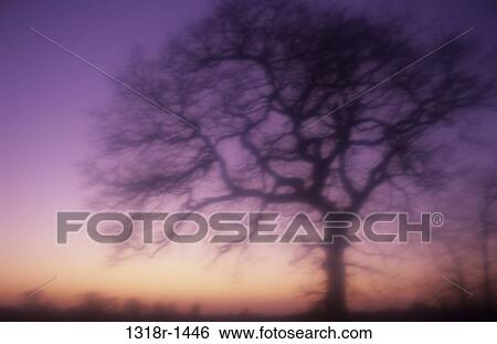 Stock Photograph - Atmospheric silhouette of bare winter English oak tree with more trees on distant horizon against sunset sky Norfolk UK. Fotosearch