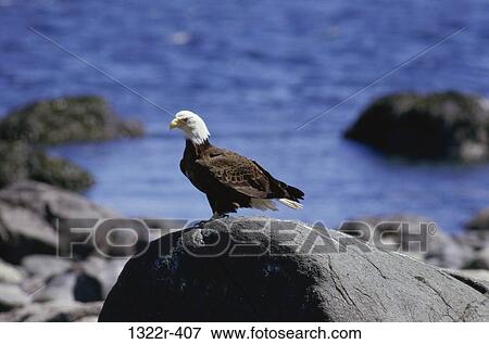 Bald Eagle on a rock View Large Photo Image Stock Photo - Bald Eagle on a rock. Fotosearch