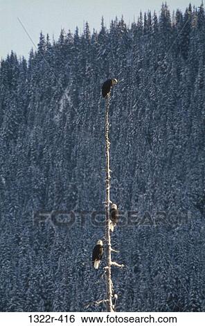 Bald Eagles on a tree, Alaska, USA View Large Photo Image Stock Photograph - Bald Eagles on a tree, Alaska, USA. Fotosearch