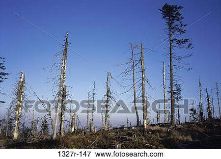 Stock Photo - Bare trees in a forest. Fotosearch