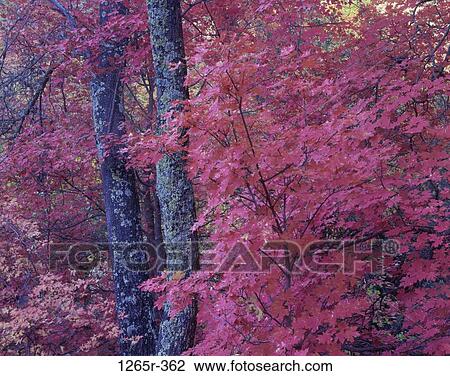 Bigtooth Maple trees, Coronado National Forest, Arizona, USA View Large Photo Image Stock Image - Bigtooth Maple trees, Coronado National Forest, Arizona, USA. Fotosearch