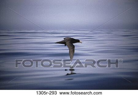 Bird flying above water View Large Photo Image Stock Image - Bird flying above water. Fotosearch