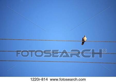 Bird sitting on a wire View Large Photo Image Picture - Bird sitting on a wire. Fotosearch