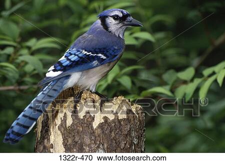 Blue Jay on a log of wood View Large Photo Image Stock Image - Blue Jay on a log of wood. Fotosearch