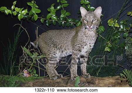 Bobcat, Florida, USA (Lynx Rufus) View Large Photo Image Stock Image - Bobcat, Florida, USA (Lynx Rufus). Fotosearch