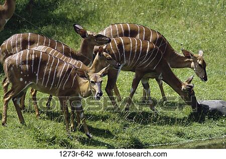 Bongos at the Bronx Zoo, New York, USA (Boocercus eurycerus) View Large Photo Image Stock Image - Bongos at the Bronx Zoo, New York, USA (Boocercus eurycerus). Fotosearch
