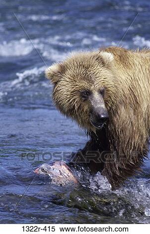 Brown Bear standing in a river View Large Photo Image Stock Photography - Brown Bear standing in a river. Fotosearch