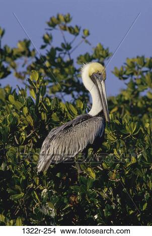 Brown Pelican in a tree View Large Photo Image Picture - Brown Pelican in a tree. Fotosearch