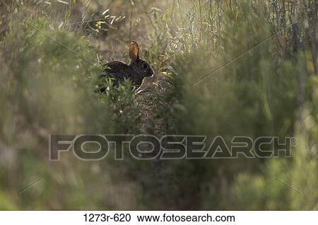 Brush Cottontail Rabbit View Large Photo Image Stock Image - Brush Cottontail Rabbit. Fotosearch
