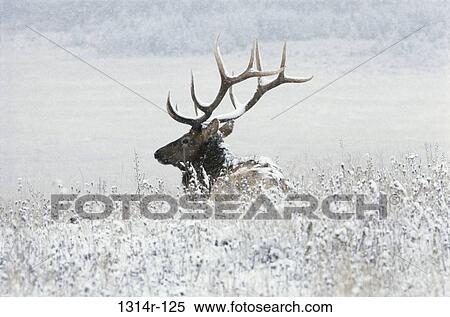 Stock Photography - Bull Elk in a snow covered landscape (Alces alces). Fotosearch