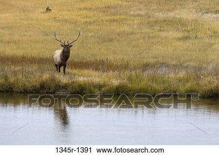 Bull elk standing at a riverside, Firehole River, Yellowstone National Park, Wyoming, USA View Large Photo Image Stock Image - Bull elk standing at a riverside, Firehole River, Yellowstone National Park, Wyoming, USA. Fotosearch