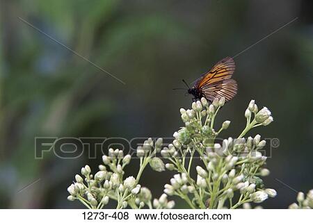 Butterfly on a plant, Chicaque, Colombia View Large Photo Image Stock Photo - Butterfly on a plant, Chicaque, Colombia. Fotosearch
