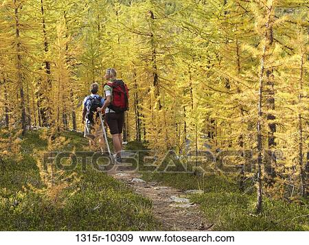Canada, Alberta, Banff National Park, Hikers on trail through alpine larches in autumn View Large Photo Image Stock Photo - Canada, Alberta, Banff National Park, Hikers on trail through alpine larches in autumn. Fotosearch