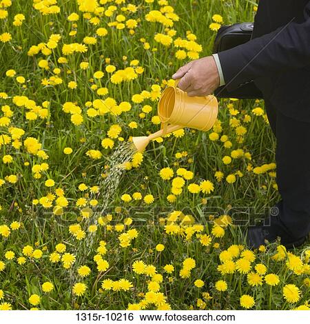 Canada, Alberta, Businessman pouring water from bucket onto field of dandelion flowers View Large Photo Image Stock Photograph - Canada, Alberta, Businessman pouring water from bucket onto field of dandelion flowers. Fotosearch