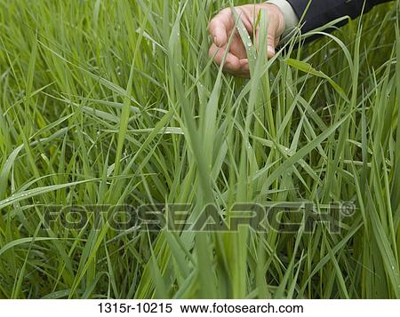 Canada, Alberta, Businessman touching dewy grass fronds View Large Photo Image Stock Photography - Canada, Alberta, Businessman touching dewy grass fronds. Fotosearch