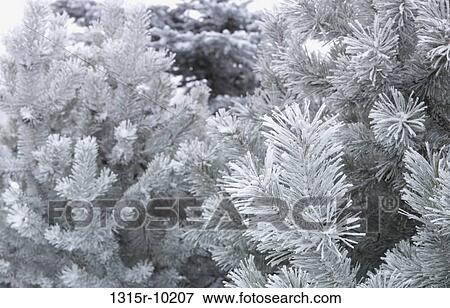 Canada, Alberta, Frosted needles of spruce tree on cold winter day View Large Photo Image Stock Photo - Canada, Alberta, Frosted needles of spruce tree on cold winter day. Fotosearch