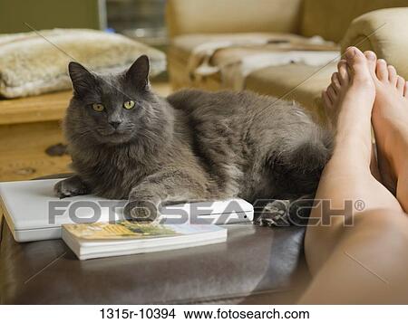 Canada, Alberta, Girl's bare feet and cat lying on laptop View Large Photo Image Picture - Canada, Alberta, Girl's bare feet and cat lying on laptop. Fotosearch
