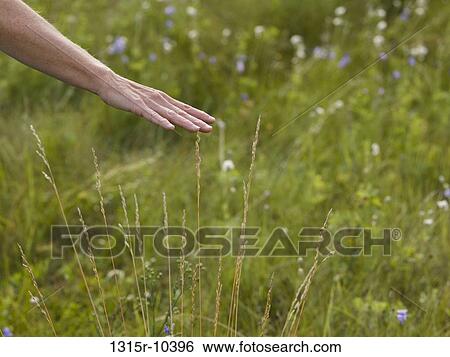 Stock Photograph - Canada, Alberta, Man's hand brushing top of tall grasses in meadow. Fotosearch