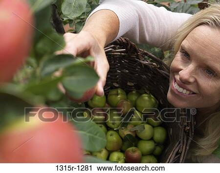 Stock Image - Canada, Alberta, woman harvesting apples. Fotosearch