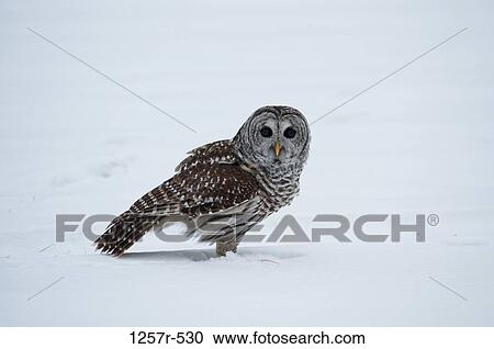 Canada, Ontario, Barred Owl (Strix varia) in snow View Large Photo Image Stock Image - Canada, Ontario, Barred Owl (Strix varia) in snow. Fotosearch