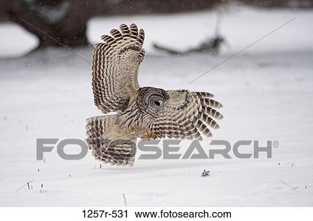 Canada, Ontario, Barred Owl (Strix varia) in flight View Large Photo Image Stock Image - Canada, Ontario, Barred Owl (Strix varia) in flight. Fotosearch