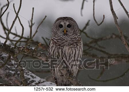 Canada, Ontario, Barred Owl (Strix varia) on branch View Large Photo Image Stock Image - Canada, Ontario, Barred Owl (Strix varia) on branch. Fotosearch