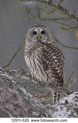Canada, Ontario, Barred Owl (Strix varia) on branch View Large Photo Image Stock Image - Canada, Ontario, Barred Owl (Strix varia) on branch. Fotosearch