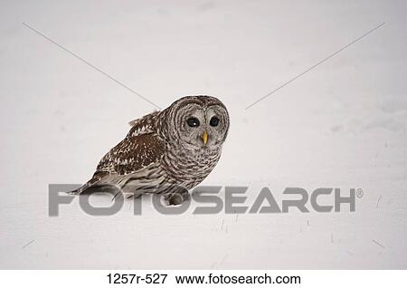 Canada, Ontario, Barred Owl (Strix varia) in snow View Large Photo Image Stock Photo - Canada, Ontario, Barred Owl (Strix varia) in snow. Fotosearch