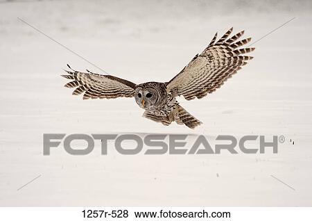 Stock Photo - Canada, Ontario, Barred Owl (Strix varia) in flight. Fotosearch