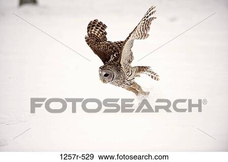 Canada, Ontario, Barred Owl (Strix varia) in flight View Large Photo Image Stock Photo - Canada, Ontario, Barred Owl (Strix varia) in flight. Fotosearch