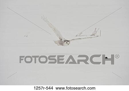 Canada, Quebec, Saint-Barthelemy, Ghost of the North, Snowy Owl (Nyctea scandiaca) catching prey View Large Photo Image Picture - Canada, Quebec, Saint-Barthelemy, Ghost of the North, Snowy Owl (Nyctea scandiaca) catching prey. Fotosearch